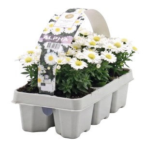 Aster mix 6-pack
