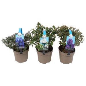 Różanecznik (Rhododendron hippophaeoides) don. 13 cm