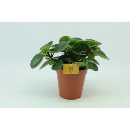 Peperomia Red Canyon wys. 20-25cm