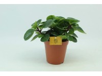 Peperomia Red Canyon wys. 20-25cm