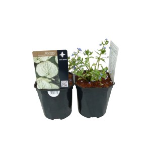 Dwie kwitnące rośliny t.b.t. w czarnych doniczkach.