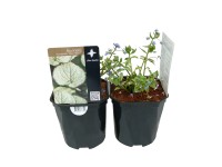 Brunnera Silver Hea wys. 40cm don. 17cm