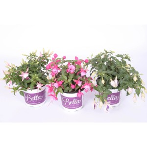 Trzy kwitnące fuksje 'Bella' w doniczkach z różowymi i białymi kwiatami.