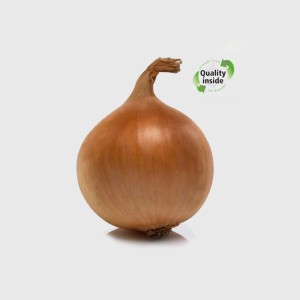 Brązowa cebula, warzywo do kuchni.