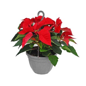 Czerwona gwiazda betlejemska w szarej wiszącej doniczce.