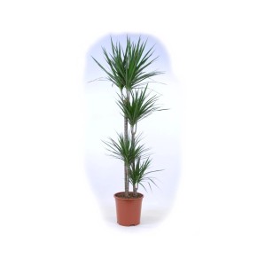 Zielona dracena (smocze drzewo) w brązowej doniczce.