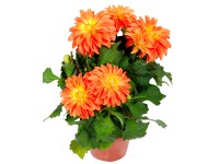 Dalia rabatowa (Dahlia sp.)