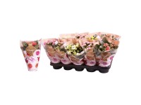 Żyworódka (Kalanchoe Rosalina) - don. 12 cm