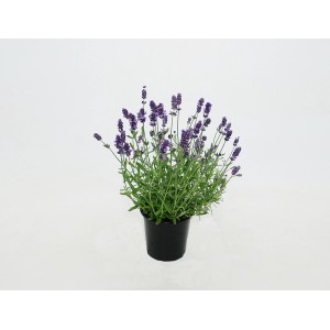 Kwitnąca lawenda w doniczce, dekoracyjna roślina doniczkowa.