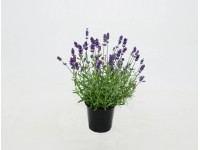 Lawenda wieloletnia (Angustiflora) - don. 12 cm