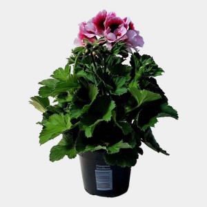 Kwitnąca roślina t.b.t. z różowo-czerwonymi kwiatami w doniczce.