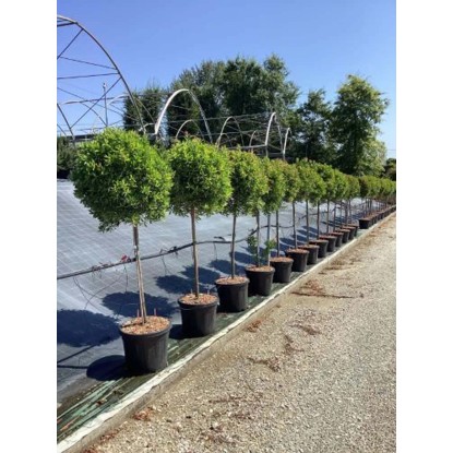 Kuflik cytrynowy (Splendens) - don. 35 l