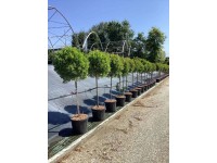 Kuflik cytrynowy (Splendens) - don. 35 l