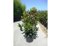 Magnolia Little Gem - wys. 125-150 cm