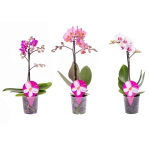 Trzy mini storczyki (t.b.t.) w różnych kolorach w doniczce.