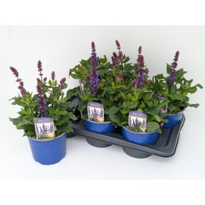 Szałwia omszona (Salvia nemorosa) don. 17 cm