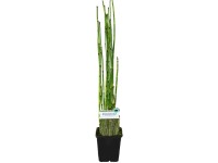 Skrzyp japoński (Equisetum sp.)