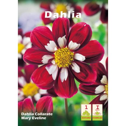 Dalia Mary Evelyn 1szt