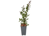 Lagerstremia indyjska don. 2 l