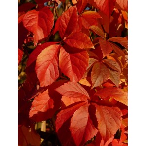 Zbliżenie czerwonych liści winobluszczu.