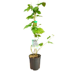 Roślina t.b.t. w doniczce z zielonymi liśćmi. Roślina stojąca do wnętrz i na zewnątrz.