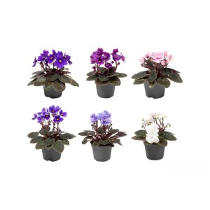 Różnokolorowe rośliny kwitnące t.b.t. w doniczkach.