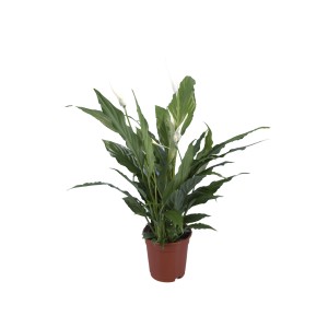 Skrzydłokwiat (Spathiphyllum) w doniczce, ok. 13 cm Ø, roślina doniczkowa z białymi kwiatami.