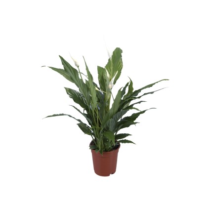 Skrzydłokwiat (Spathiphyllum)