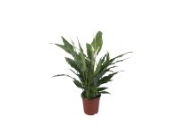 Skrzydłokwiat (Spathiphyllum)