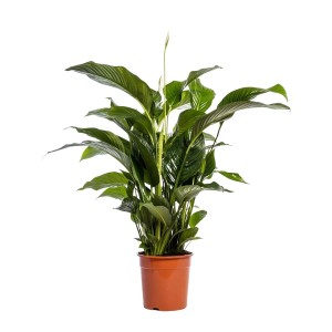 Skrzydłokwiat (Spathiphyllum) - don. 24 cm