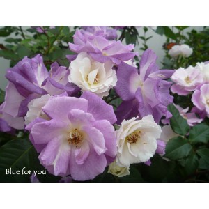 Zbliżenie róży rabatowej t.b.t. z fioletowymi i białymi kwiatami.