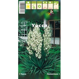 Yucca filamentosa, roślina cebulowa z białymi kwiatostanami i zielonymi liśćmi.