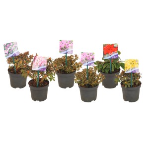 Kwitnące rośliny t.b.t. w doniczkach o różnych kolorach kwiatów.
