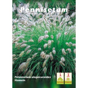 Rozplenica japońska 'Hameln': Trawa ozdobna z zielonymi liśćmi i białymi kwiatostanami.