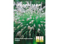 Pennisetum Hameln 1szt