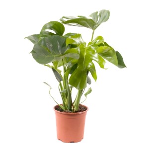 Zielona Monstera, roślina doniczkowa o dużych liściach.