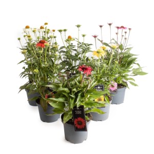 Różnokolorowe kwitnące rośliny Echinacea w doniczkach.