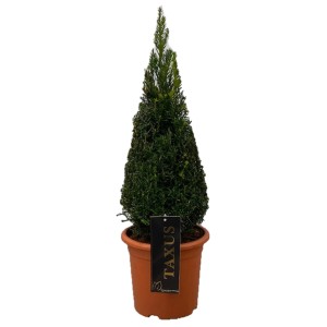 Stożkowy, zielony cis (Taxus) w doniczce jako roślina na żywopłot.
