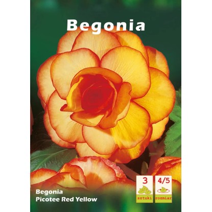 Begonia Picotee czerwono żółta 3szt 4/5