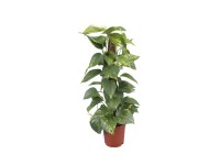 Epipremnum złociste (Epipremnum aureum)