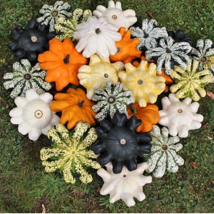 Różnokolorowe, gwiazdkowate dynie t.b.t. na trawie. Odmiana warzyw.