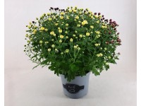 Chryzantema (Chrysanthemum sp.) krzew - don. 19 cm