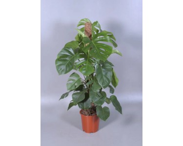 philodendron little phil Philodendron 'Little Phil'  Secret Garden Plant Shop
