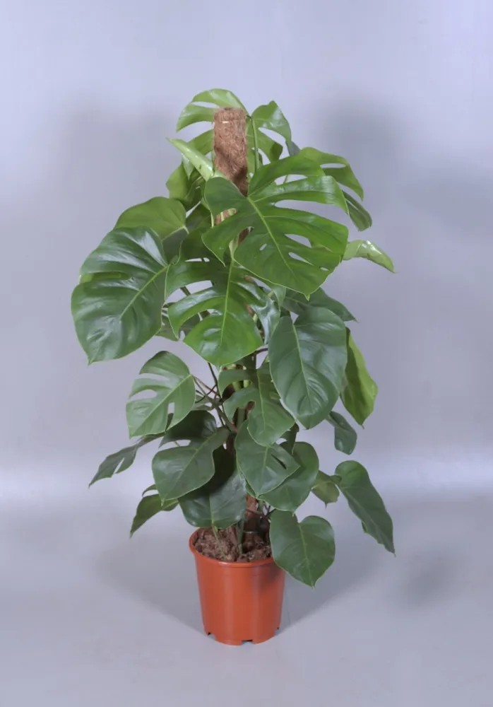 kokodama monstera minima Split Leaf Monstera main image 1