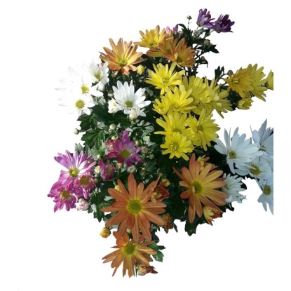 Chryzantema (Chrysanthemum sp.) 3 pędy - don. 12 cm