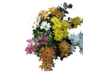 Chryzantema (Chrysanthemum sp.) 3 pędy - don. 12 cm