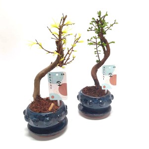 Dwa drzewka bonsai t.b.t. w niebieskich ceramicznych doniczkach z różnymi liśćmi.