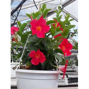 Wisząca roślina t.b.t. z jaskrawoczerwonymi kwiatami w białej doniczce.