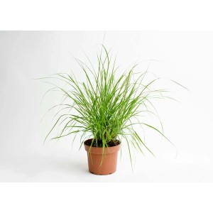 Zielona trawa ozdobna w doniczce, duża roślina do użytku wewnątrz i na zewnątrz.