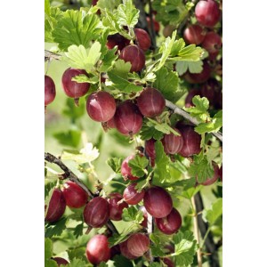 Dojrzałe, czerwone owoce agrestu na krzewie.